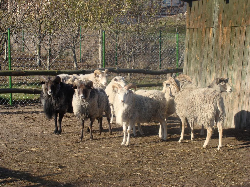 Gospodarstwo Agroturystyczne Ania I Filip Izabelin  Exterior photo